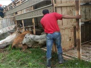 Carreta transportava 40 animais e tombou depois de ter sido fechado por outro veículo (Foto: Site Porã News)