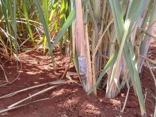 Para a produção de cana-de-açúcar espera-se aumento de 10% no valor bruto (Foto: Caroline Maldonado)