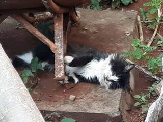 Gatinho amanheceu morto no quintal da casa na quinta-feira (Foto: Direto Das Ruas)