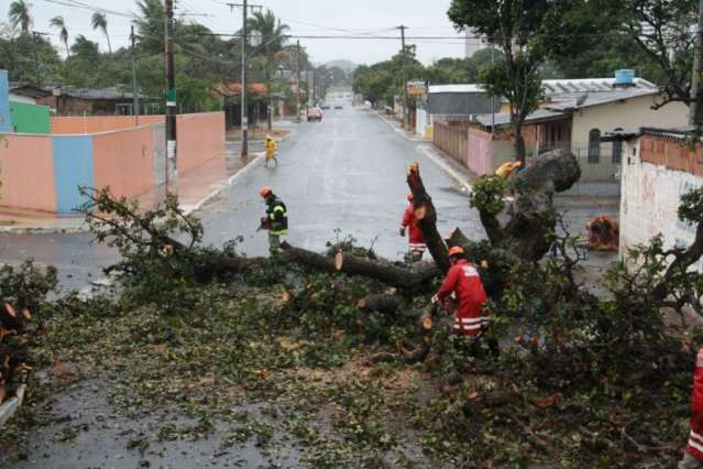 &Aacute;rvore cai, destr&oacute;i orelh&atilde;o e interdita rua na Vila Margarida; n&atilde;o h&aacute; feridos