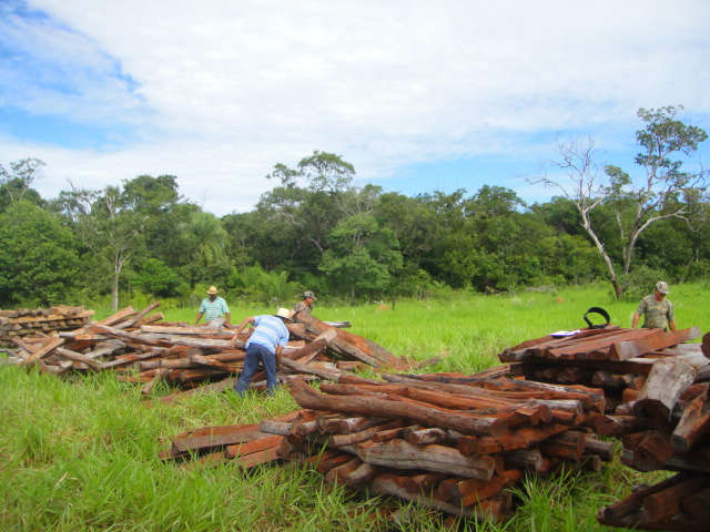  PMA faz em Anast&aacute;cio 2&ordf; maior apreens&atilde;o de aroeira em quatro anos