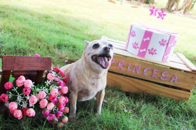 Debutante, cadela ganha bolo e foto em homenagem aos 15 anos de c&atilde;opanheirismo