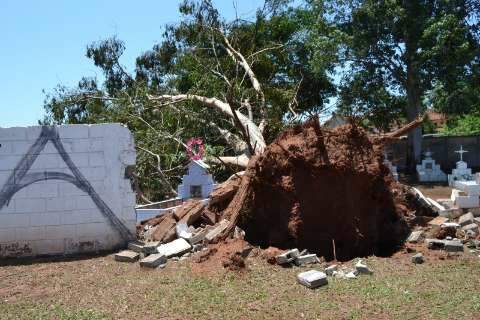 Grupo trabalha na remoção de quase 50 árvores derrubadas por vendaval