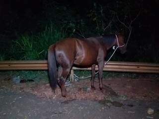 Cavalo ficou ferido na barriga (Foto: Adilson Domingos)