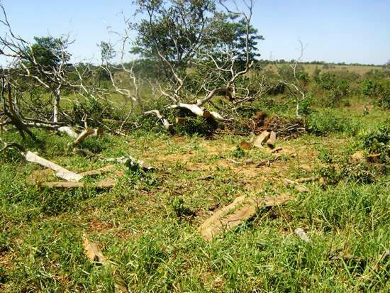  Fazendeiro &eacute; autuado por desmatamento de 6,5 hectares de &aacute;rea de vegeta&ccedil;&atilde;o