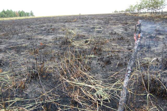  Inc&ecirc;ndio destroi dois hectares de vegeta&ccedil;&atilde;o da fazenda da Embrapa