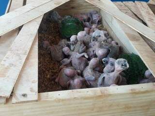 Papagaios são os principais alvos de tráfico em Mato Grosso do Sul (Foto: Divulgação/PMA)