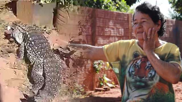 A tristeza de Nair e o sumi&ccedil;o do lagarto que h&aacute; 2 anos aparecia para almo&ccedil;ar