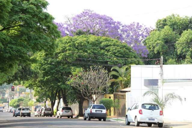 No Dia da &Agrave;rvore, jacarand&aacute;-mimoso se exibe na paisagem da cidade