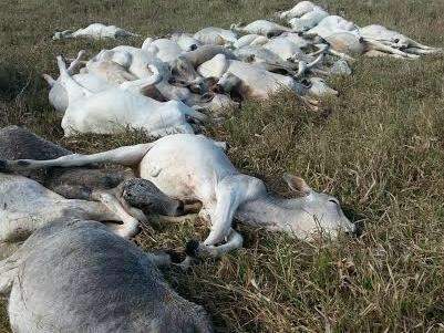 Falta de abrigo natural &eacute; uma das causas de mortes de bois por frio