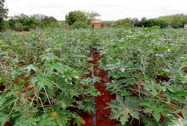 Curso vai ensinar fam&iacute;lias a cultivar mamona para comercializa&ccedil;&atilde;o