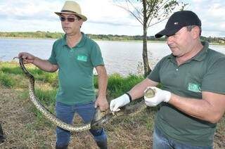 Animal estava com  lacre de tampa de galão enroscado ao corpo. (Foto:  A. Frota/Dourados Agora)