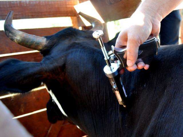 Vacina&ccedil;&atilde;o contra febre aftosa come&ccedil;a a partir de 1&ordm; de maio 