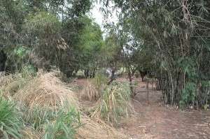 Crian&ccedil;a encontra corpo com a cabe&ccedil;a decepada em valeta