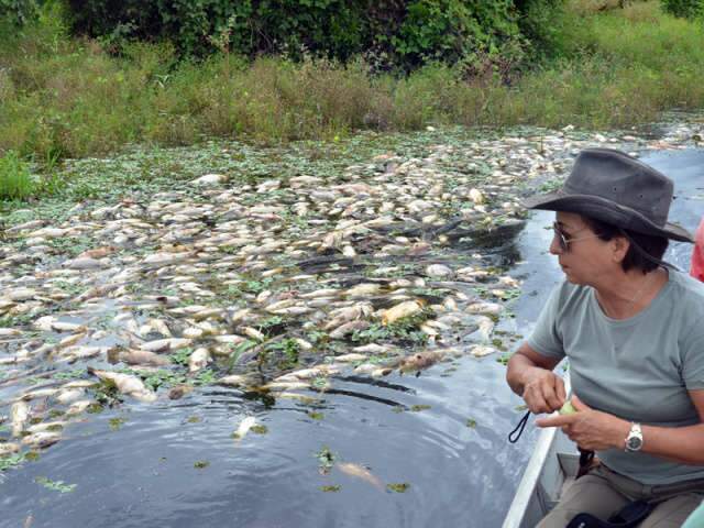 Meio Ambiente - Notícias - Campo Grande News