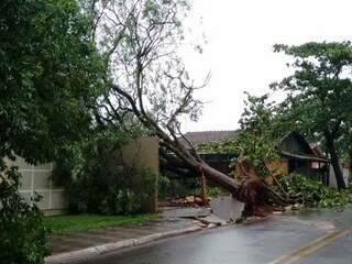 Árvore foi arrancada durante temporal na noite deste sábado em Itaquiraí (Foto: Direto das Ruas)