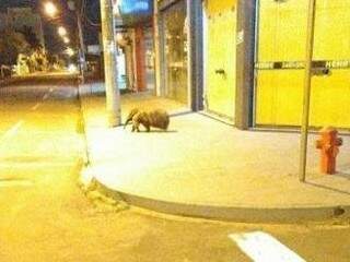 Animal foi fotografado à noite por funcionário de posto de combustível. (Foto: Jornal da Nova)