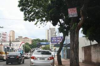 Placa pregada em árvore na rua Rui Barbosa (Foto: Marcos Ermínio)