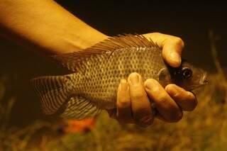 Tilápia é o peixe mais encontrado na lagoa (Foto: Marcelo Victor)