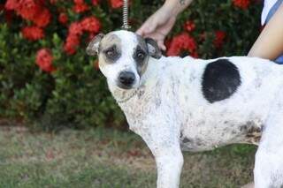 Cachorro está bem melhor depois do tratamento (Foto: Marcos Ermínio)