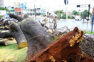 A árvore caiu pela raiz. (Foto: Marcos Ermínio) 