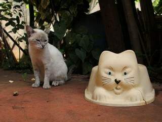 Gata ao lado do penico. (Foto Marcos Ermínio)