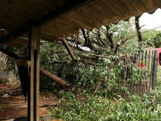 Árvore caiu em cima de portão e varanda, que corre risco de desabar. (Foto: João Paulo Gonçalves)
