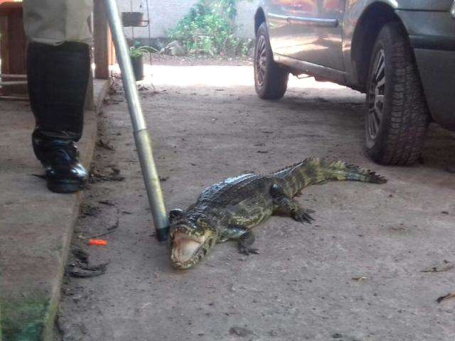 Jacar&eacute; &eacute; resgatado pelos bombeiros ap&oacute;s se esconder embaixo de carro