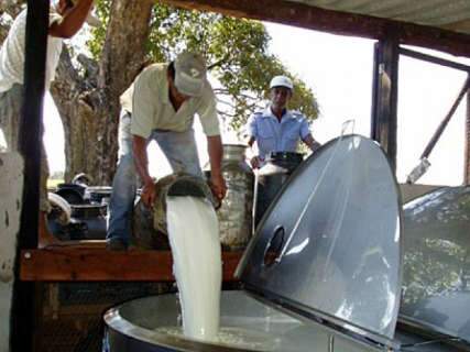 Projeto para alavancar produção de leite em MS será lançado dia 4
