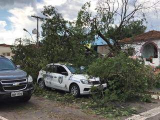 Árvore também caiu sobre VW Gol na Cândido Mariano (Foto: Direto das Ruas)