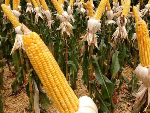 Produ&ccedil;&atilde;o de milho safrinha deve crescer 42% em MS, estima IBGE