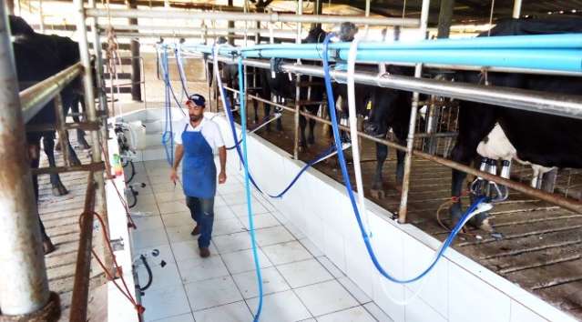 Produ&ccedil;&atilde;o de leite cai e valor pago ao produtor chega ao maior patamar
