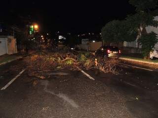 Árvore foi derrubada por vento e atrapalha o tráfego de veículos na Avenida José Antônio com Rua Barão de Melgaço (Foto: Lucimar Couto)