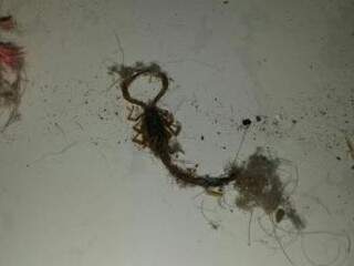 O escorpião foi encontrado na casa de Maryanna. (Foto: Direto das Ruas)