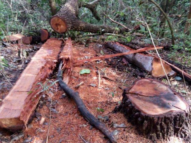 Pecuarista &eacute; multado em R$ 12 mil por derrubada ilegal de &aacute;rvores