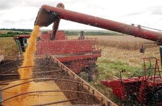 Previsão da safra de cereais, leguminosas e oleaginosas caiu 0,8%, indo para 228,1 milhões de toneladas (Arquivo/Agência Brasil)