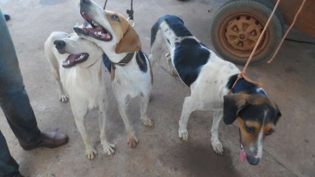 Pol&iacute;cia prende dois homens e captura tr&ecirc;s c&atilde;es usados para ca&ccedil;a