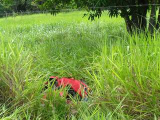 Maconha estava escondida em matagal em Campo Grande. (Foto: Divulgação)