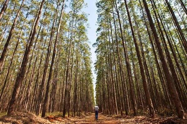 China diminui consumo e exporta&ccedil;&otilde;es de MS caem US$ 46 milh&otilde;es no ano