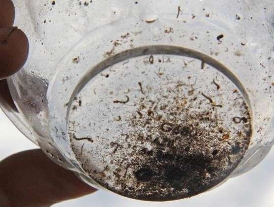 N&uacute;mero de casos de dengue caiu 27% na &uacute;ltima semana, aponta boletim
