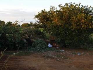 Mato perto da Base Aérea, um dos pontos de pegação em Campo Grande. (Foto: Cleber Gellio)