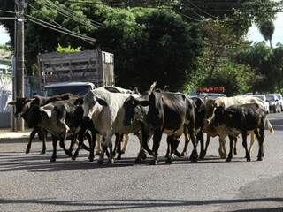 As vacas foram levadas para a hípica do CMO (Foto: Marcos Ermínio)