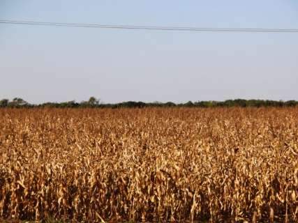 Área plantada cresce, mas estiagem derruba produção de milho em MS