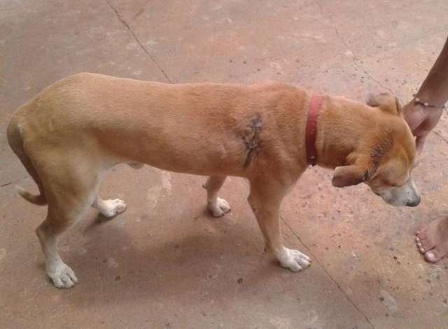 C&atilde;o leva tiro e dono faz campanha para respons&aacute;vel ser punido