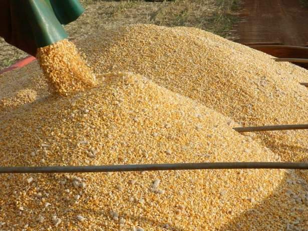 Consultor diz que exporta&ccedil;&otilde;es podem elevar pre&ccedil;o do milho em 19% 