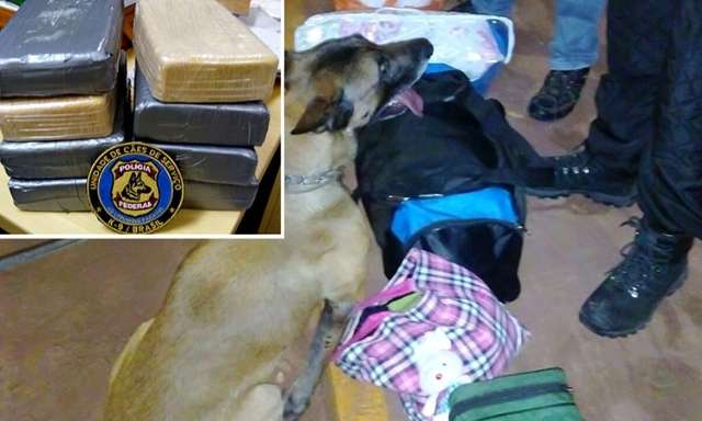 PF usa c&atilde;o farejador e prende mulher com oito quilos de coca&iacute;na 