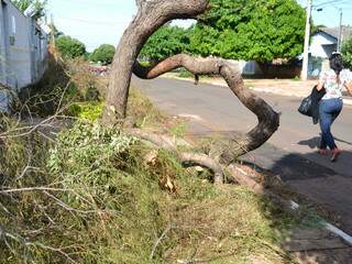 Árvore está ocupando toda a calçada de casa para vender, no bairro Caiçara. Moradora reclama dos transtornos. 