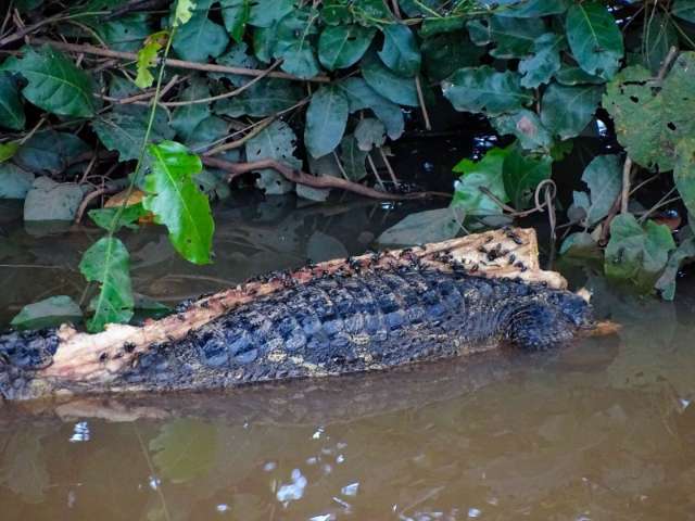 Fot&oacute;grafo encontra jacar&eacute;s mortos em c&oacute;rrego e denuncia ca&ccedil;a predat&oacute;ria