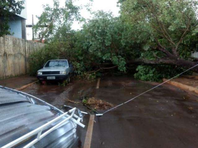 Temporal destelha casas e derruba &aacute;rvores em cidade do Bols&atilde;o