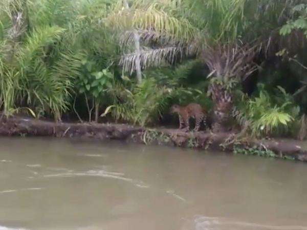 V&iacute;deo: grupo alimenta on&ccedil;a na beira do Rio Aquidauana, no Pantanal